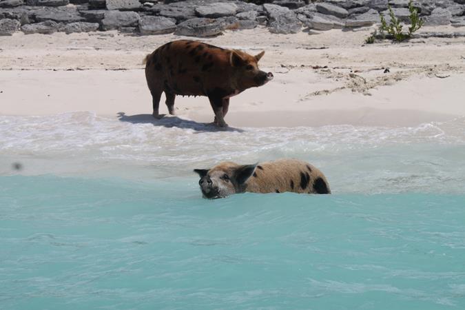 Schwimmende Schweine am Pig Beach auf den Bahamas