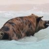 Schwimmende Schweine am Pig Beach auf den Bahamas