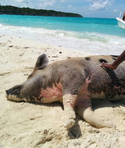 Schwimmende Schweine am Pig Beach auf den Bahamas