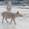 Schwimmende Schweine am Pig Beach auf den Bahamas