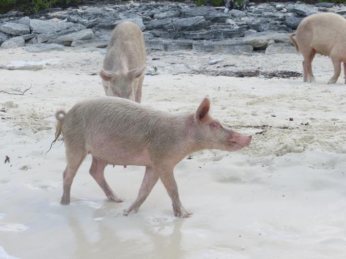 Schwimmende Schweine am Pig Beach auf den Bahamas