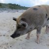 Schwimmende Schweine am Pig Beach auf den Bahamas