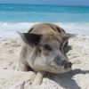 Schwimmende Schweine am Pig Beach auf den Bahamas