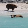 Schwimmende Schweine am Pig Beach auf den Bahamas