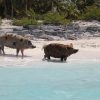 Schwimmende Schweine am Pig Beach auf den Bahamas