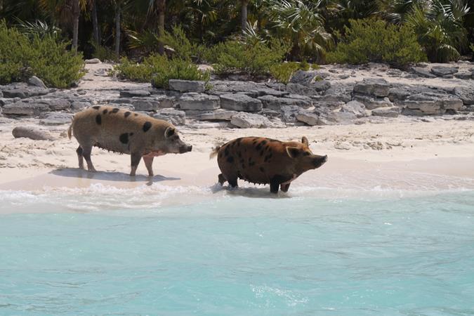 Schwimmende Schweine am Pig Beach auf den Bahamas