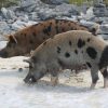 Schwimmende Schweine am Pig Beach auf den Bahamas