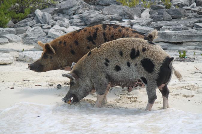 Schwimmende Schweine am Pig Beach auf den Bahamas