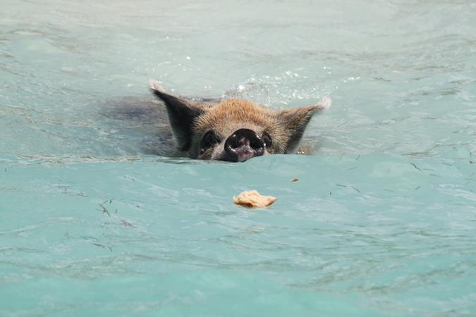 Schwimmende Schweine am Pig Beach auf den Bahamas