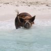 Schwimmende Schweine am Pig Beach auf den Bahamas