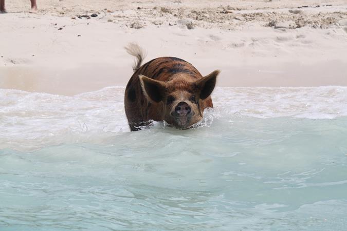 Schwimmende Schweine am Pig Beach auf den Bahamas