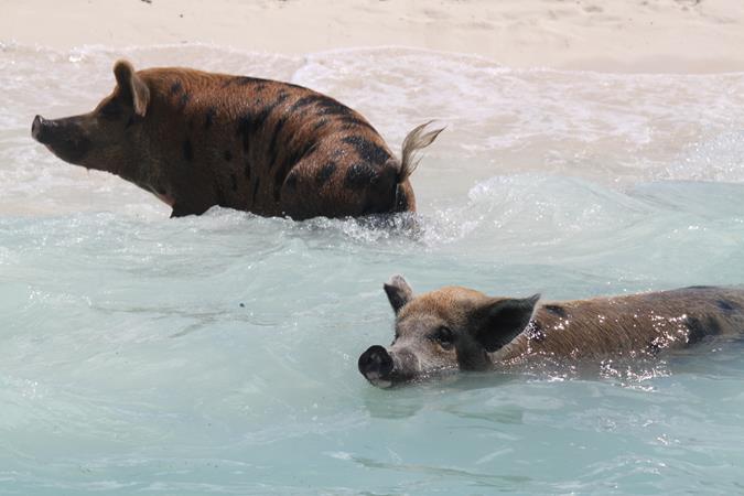 Schwimmende Schweine am Pig Beach auf den Bahamas