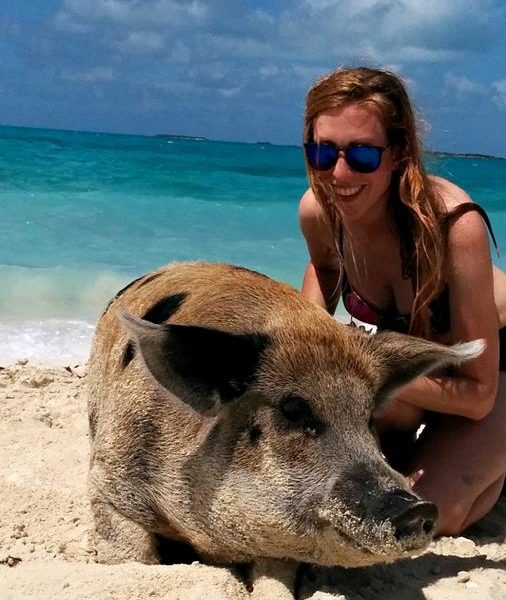 Schwimmende Schweine am Pig Beach auf den Bahamas