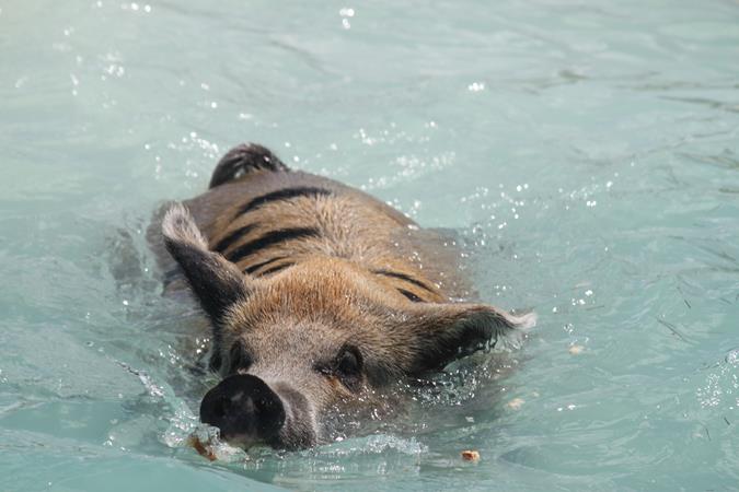 Schwimmende Schweine am Pig Beach auf den Bahamas