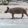 Schwimmende Schweine am Pig Beach auf den Bahamas