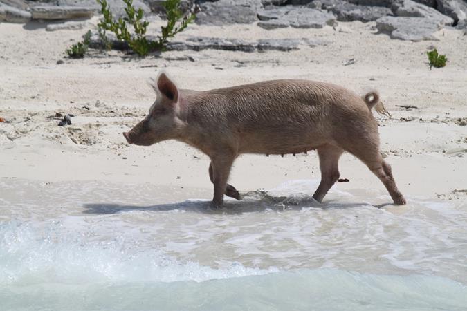 Schwimmende Schweine am Pig Beach auf den Bahamas