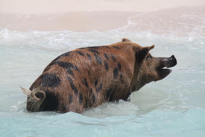 Schwimmende Schweine am Pig Beach auf den Bahamas