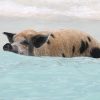 Schwimmende Schweine am Pig Beach auf den Bahamas