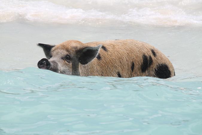 Schwimmende Schweine am Pig Beach auf den Bahamas