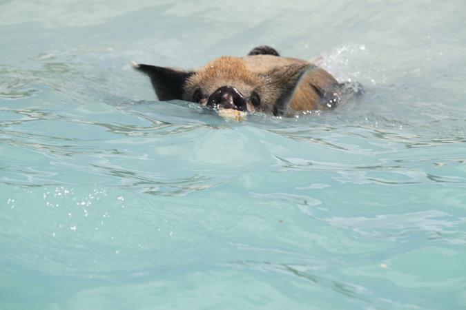 Schwimmende Schweine am Pig Beach auf den Bahamas