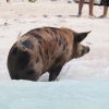 Schwimmende Schweine am Pig Beach auf den Bahamas