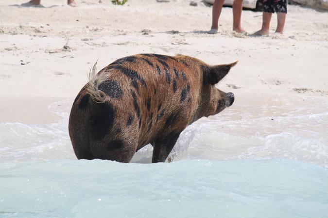 Schwimmende Schweine am Pig Beach auf den Bahamas