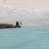 Schwimmende Schweine am Pig Beach auf den Bahamas