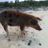 Schwimmende Schweine am Pig Beach auf den Bahamas