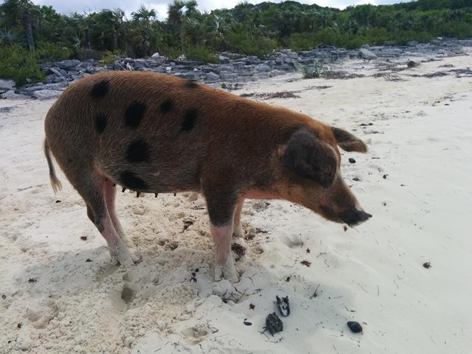 Schwimmende Schweine am Pig Beach auf den Bahamas