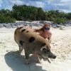 Schwimmende Schweine am Pig Beach auf den Bahamas