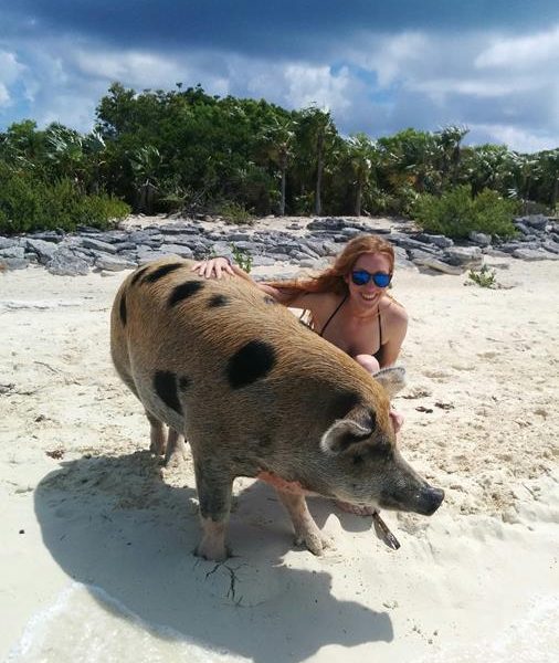 Schwimmende Schweine am Pig Beach auf den Bahamas