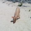 Schwimmende Schweine am Pig Beach auf den Bahamas