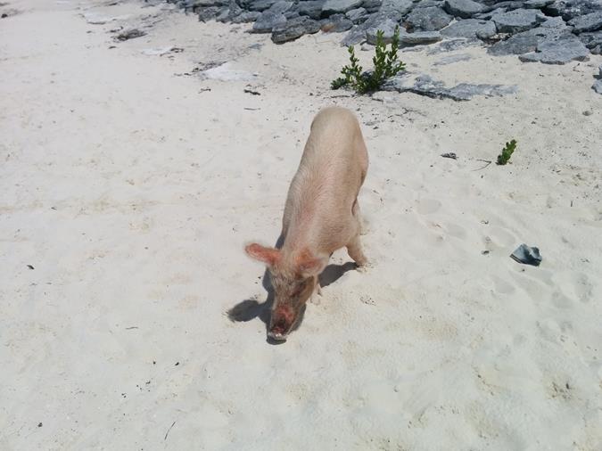 Schwimmende Schweine am Pig Beach auf den Bahamas