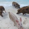 Schwimmende Schweine am Pig Beach auf den Bahamas