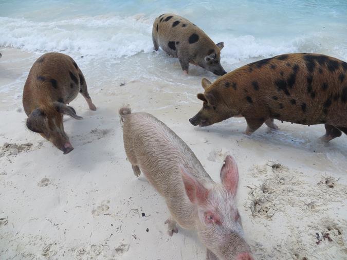 Schwimmende Schweine am Pig Beach auf den Bahamas