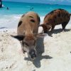 Schwimmende Schweine am Pig Beach auf den Bahamas