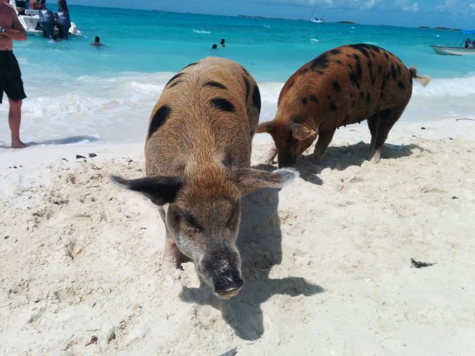 Schwimmende Schweine am Pig Beach auf den Bahamas