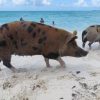 Schwimmende Schweine am Pig Beach auf den Bahamas