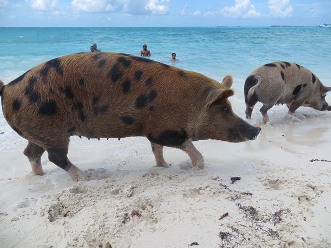 Schwimmende Schweine am Pig Beach auf den Bahamas