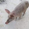 Schwimmende Schweine am Pig Beach auf den Bahamas