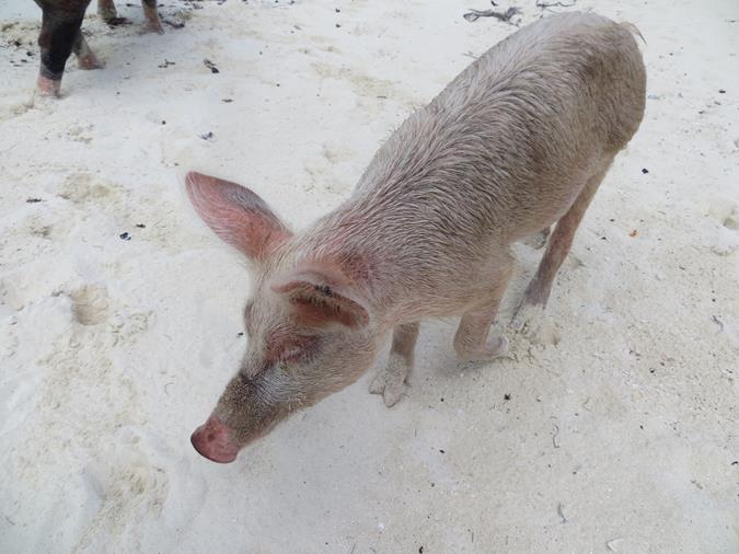 Schwimmende Schweine am Pig Beach auf den Bahamas