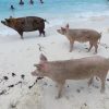 Schwimmende Schweine am Pig Beach auf den Bahamas