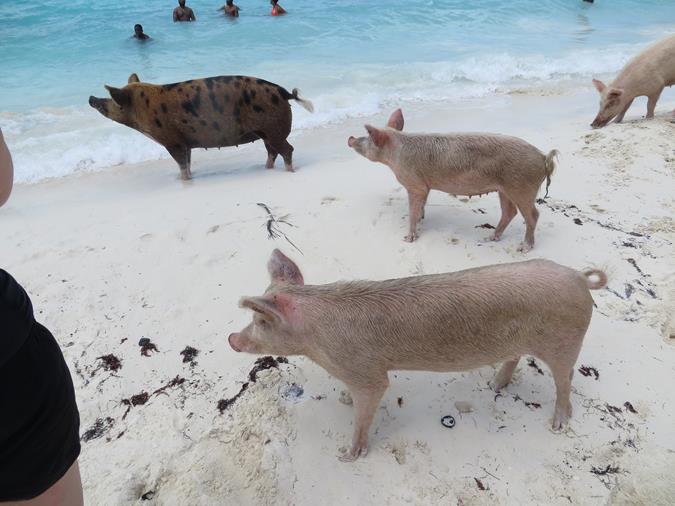 Schwimmende Schweine am Pig Beach auf den Bahamas