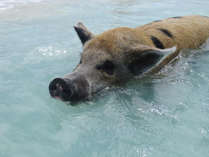 Schwimmende Schweine am Pig Beach auf den Bahamas