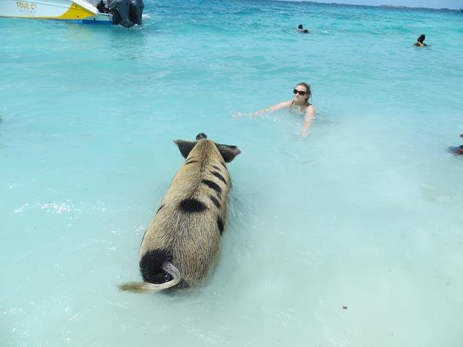 Schwimmende Schweine am Pig Beach auf den Bahamas