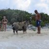 Schwimmende Schweine am Pig Beach auf den Bahamas