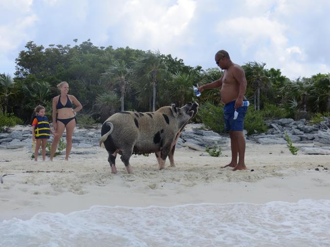 Schwimmende Schweine am Pig Beach auf den Bahamas
