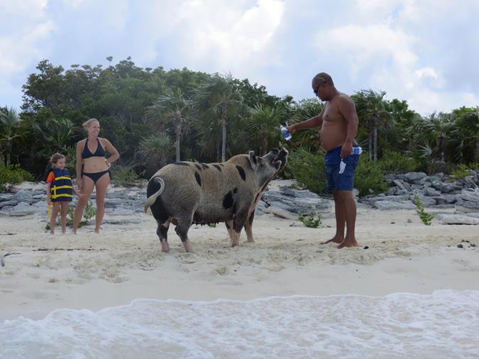 Schwimmende Schweine am Pig Beach auf den Bahamas